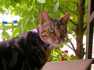 cat in catio