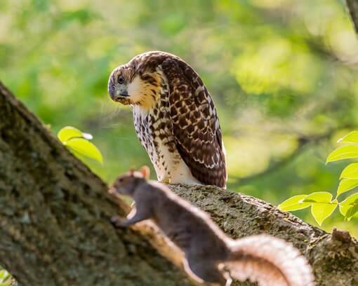 Animal welfare affiliate program owl