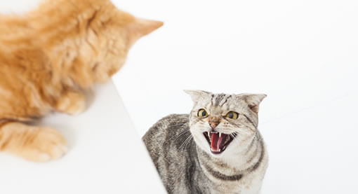 catio tip reduce multi cat issues